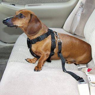 Guardian Gear Dog Travel Car Safety Harness Seat Belt