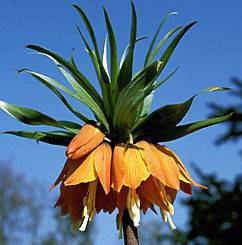   IMPERIAL FRITILLARIA BULB 4 5 FT.TALL GIANT DEER RESISTANT FLOWERS