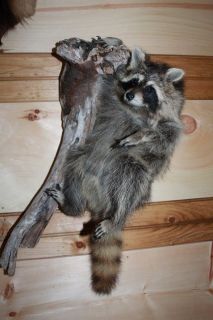   CUTE RACCOON TAXIDERMY MOUNT * DOG HUNTING ANIMAL NO ANTLERS OR TRAPS