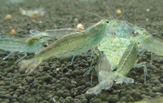 Large Amano Shrimp Algae Eating Freshwater Shrimp
