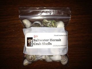 200 Saltwater Hermit Crab Shells (New, Better Shells!)