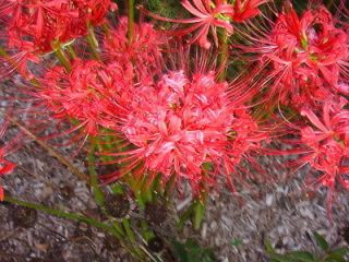 LYCORIS radiata Red Spider Lily 10 FALL BULBS