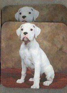 WHITE BOXER PUPPY Rubber Backed Coasters #0555