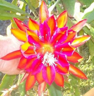 RARE Vibrant Orange & Purple EPIPHYLLUM Orchid Cactus XL Flower