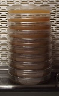 Sterilized Malt Extract Agar in 100X 15mm Petri Dishes Mushroom Fungi 