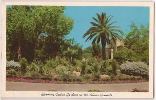 Texas Postcard San Antonio TX Alamo Grounds Cactus Garden Unused 1960s