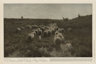 Sheep Lamb Shepherd Return of the Flock by Anton Mauve 1916 Antique 
