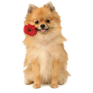 CHIHUAHUA LONGHAIR DOG with Red Flower TWO 18 X 22 in Fabric Squares 