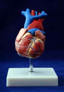 Lifesize heart anatomy medical anatomical model New
