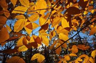   Beech, Fagus grandifolia, Tree Seeds, Fall Colors (Fagus Americana