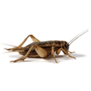 Live Crickets 1/4 Inch 2 wks old, 500ct to 4000ct, Reptile Food (FREE 
