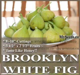Italian Brooklyn White Fig TREE CUTTING   HONEY FLAVOR   Very Sweet 