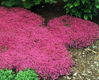 100+ PERENNIAL FLOWER + GROUNDCOVER SEEDS   CREEPING THYME   SCARLET 