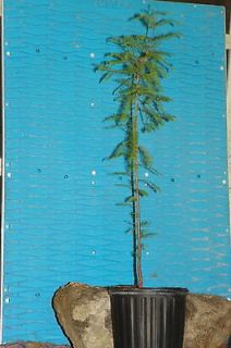 Bald Cypress Bonsai Tree GREAT GIFT !