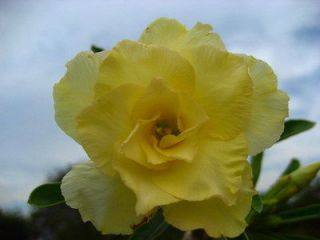 Rosy Adenium Obesum (Desert Rose) Happy Gold Grafted Plant