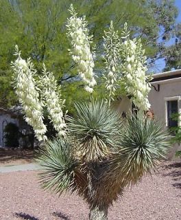 Yucca Rigida BLUE YUCCA cold hardy *gorgeou​s* 10 seeds