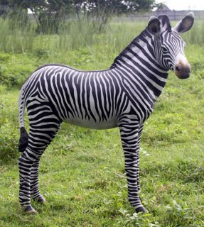 LIFE SIZE Statue Wild Baby Zebra Foal Zoo Animal Safari Jungle