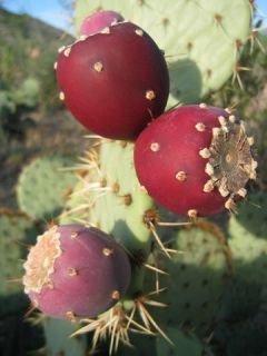   indica nopal edible cactus nopalea juice nopalina seed 20 SEEDS R