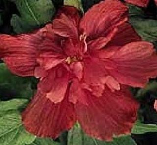 White Chiffon Hibiscus 10 seeds Free shipping after 1st pkg on all 