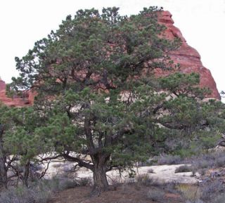 Colorado Pinyon Pine, Pinus edulis, Hardy! Tree Seeds