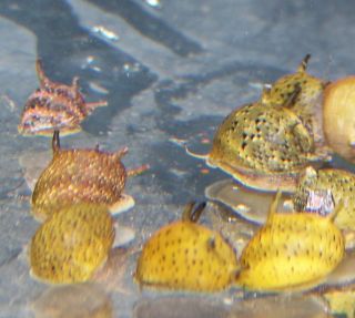   color horned nerite Snails for fish tank aquarium algae eating snail