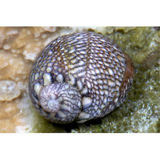 10 Nerite Snails   Live Algae Eating Cleaner Snails   Algae/Diatoms