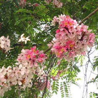 Pink & White Shower Tree, Cassia Javanica 50 Seeds