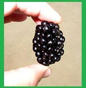   Island Chester Blackberry Plant  20 Seeds Canada #1 Giant Blackberries