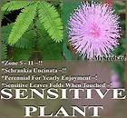 30 MIMOSA PUDICA SENSITIVE PLANT Flower Seeds Great Science Project 