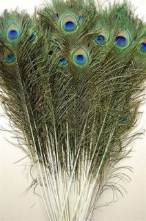   TAILS Natural Feathers 30 35 Craft/Art/Brid​al/Costume/Hal​loween