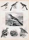 BIRD Mockingbird Mocking Bird Antique 1840s Print
