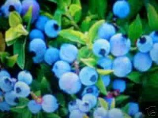 High Bush Blueberries, ~ 25+ Berry Seeds~Bonsai~S​tratified Anti 