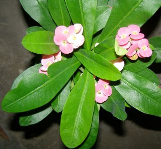 Pink Cream Crown of Thorns Euphorbia ROOTED (1 gal.) Plant