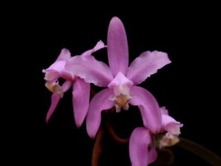 cattleya species in Orchids