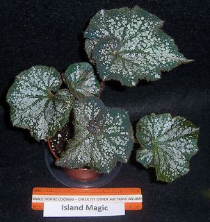 begonia Island Magic in 4 pot
