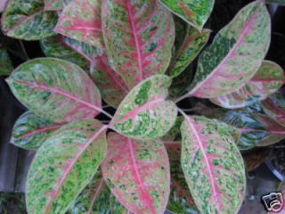 Aglaonema Variegated Montien Thong Rare House Plant