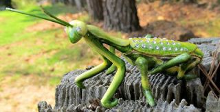 Praying Mantis Jeweled Pewter Trinket or Jewelry Box,Insect life