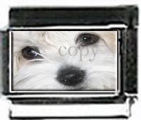 COTON de TULEAR dog cute face 9mm photo Custom Italian charms for 