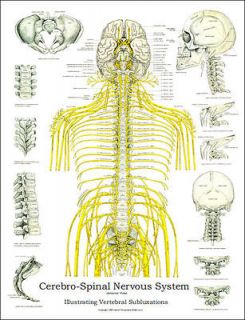 Spinal Nerves and Subluxation Poster Chiropractic