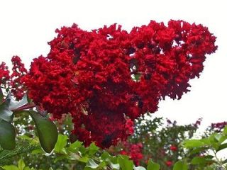   Red Crape Myrtle Seeds   The Longest Blooming Tree/Intensive Red
