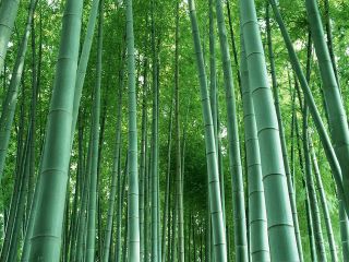 Moso Bamboo   PHYLLOSTACHYS PUBESCENS   6 Exotic Seeds