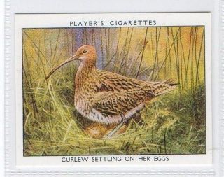 Curlew Settling on her Eggs   Wild Birds R Card