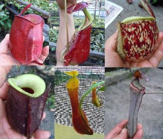 Nepenthes LOWLAND Mixed 50+ Seeds,WIDE VARIETIES 