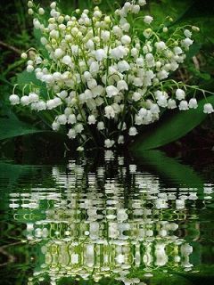WHITE LILY OF THE VALLEY 35+ PIPS/PLANTS/ROOTS  Old fashioned garden 
