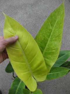 Philodendron GoldenMoon Yellow Leaf Plant Nice One