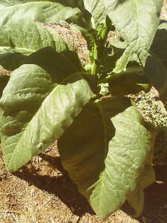 Brown Leaf Tobacco Heirloom Seeds Cigarette **A Must Have Survival