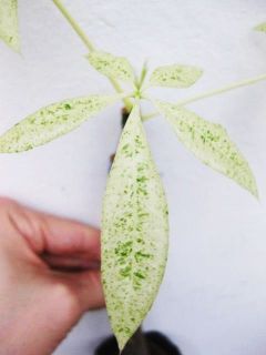 Money Tree Pachira Aquatica White Spot Variegated Plant New Rare