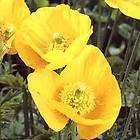 poppy Himalayan BLUE MECONOPSIS 150 seeds GroCo