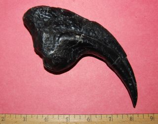 Replica (Cast) of ALLOSAURUS Dinosaur Claw plus REAL PIECE OF FOSSIL 