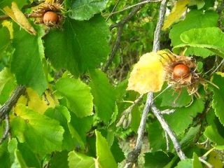 Turkish Hazelnut, (Filbert) Corylus colurna, Tree Seeds